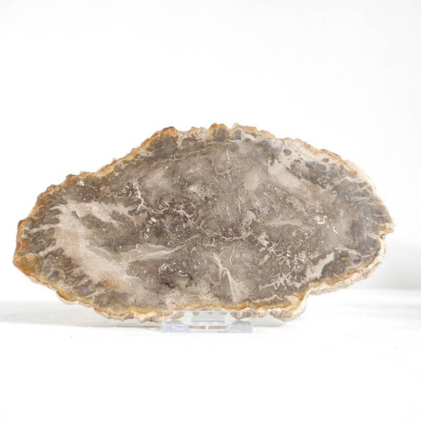 Versteend hout schijf