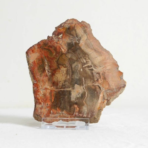 Versteend hout schijf
