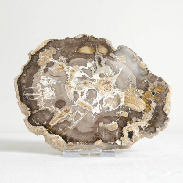 Versteend hout schijf