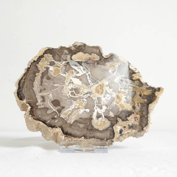Versteend hout schijf