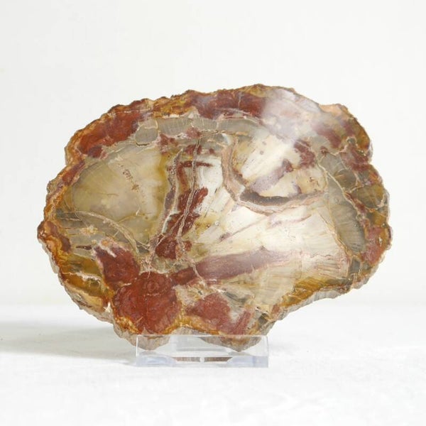 Versteend hout schijf