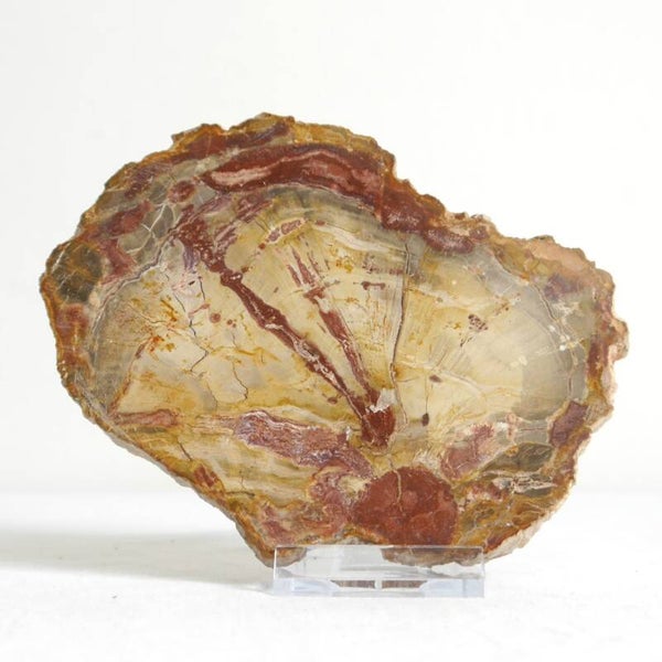 Versteend hout schijf