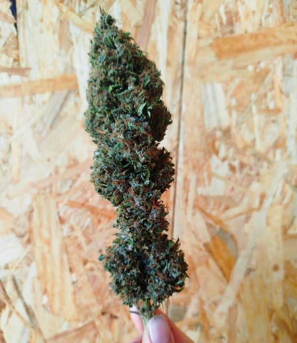Fleur de CBD - Pinapple Mimosa