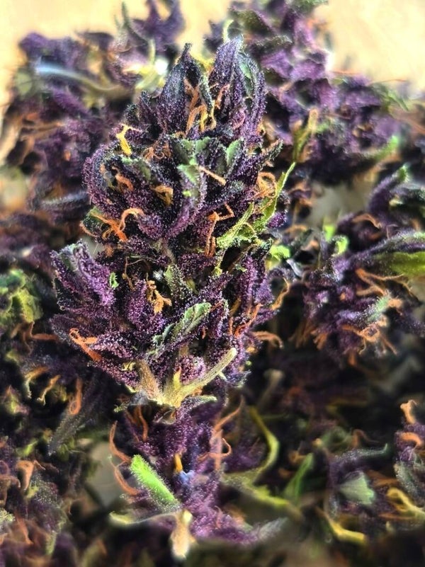 Fleur de CBD - Rocket