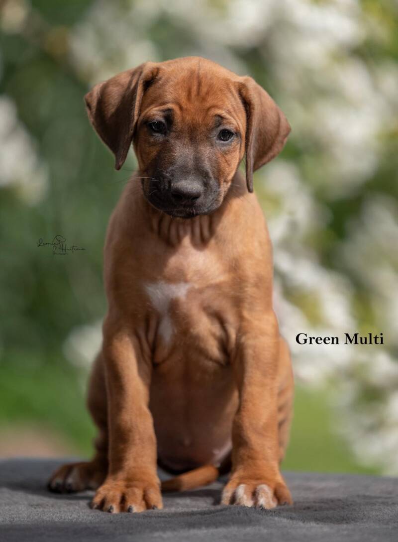 Rhodesian ridgeback Nengi Giselle von der Burg Litermont