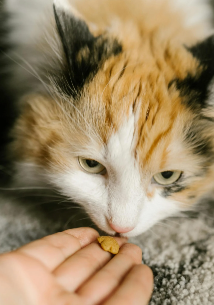 Grunderna för katt