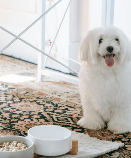 Grunderna för hund