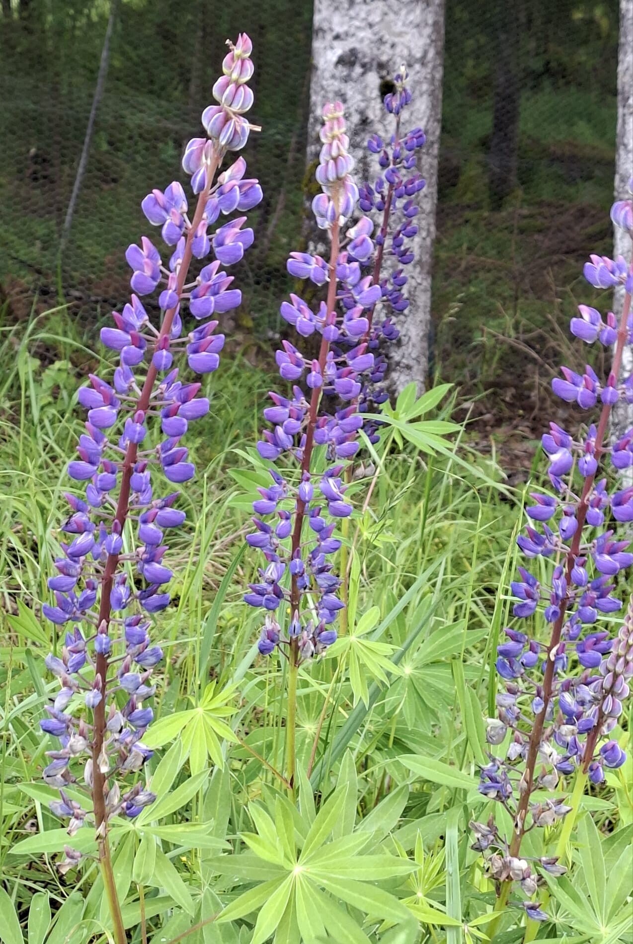 Närbild av blomsterlupinens färgrika blomspiror mot en grön bakgrund.
