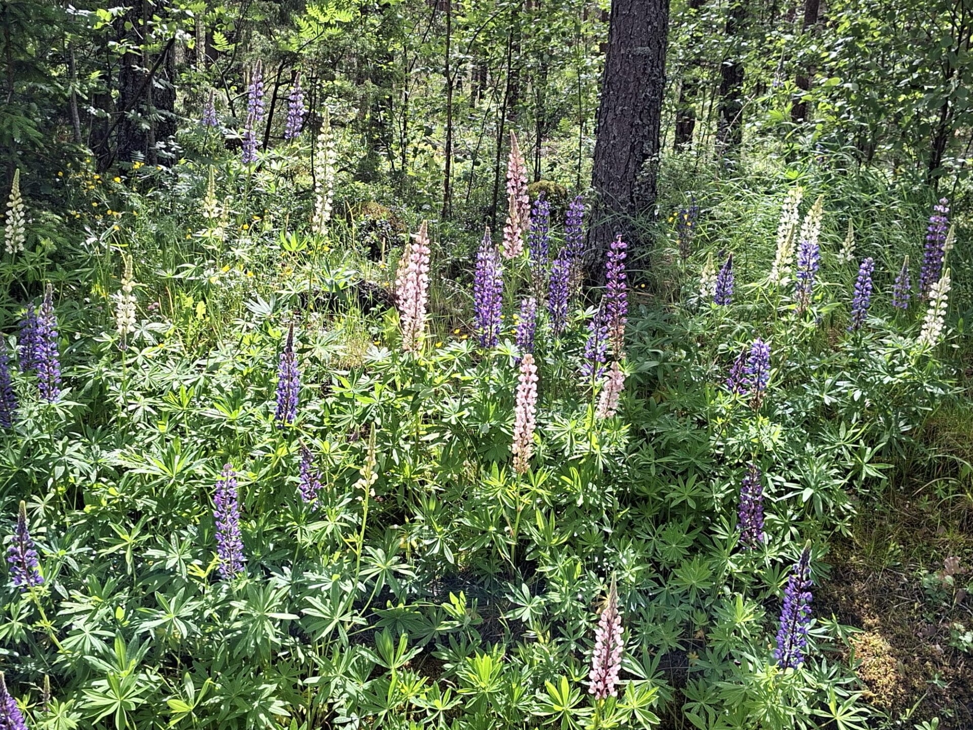 Färgstarka blomsterlupiner som blommar längs en vägkant i Nora under försommaren.