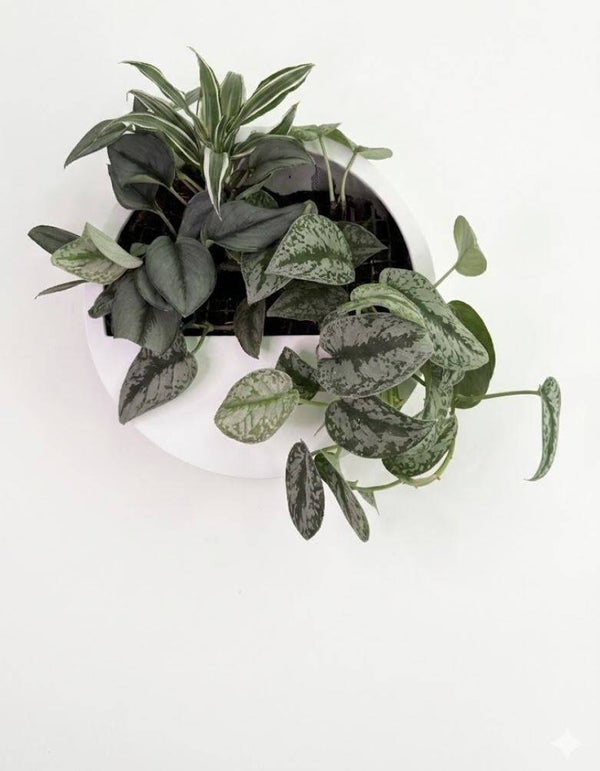 Echtpflanzendisplay Weiß 40 cm