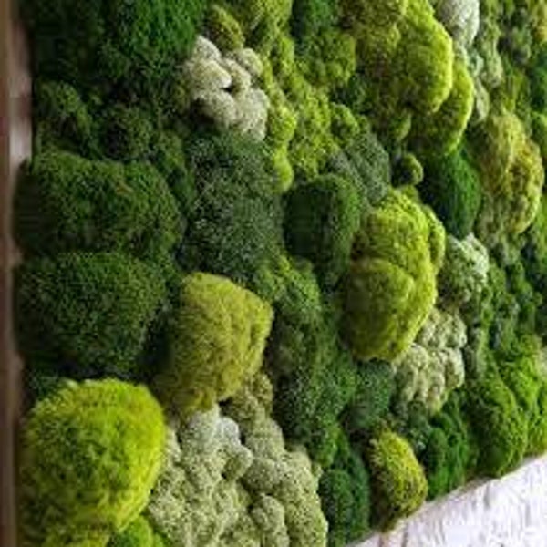 Living green wall. Price per square meter.