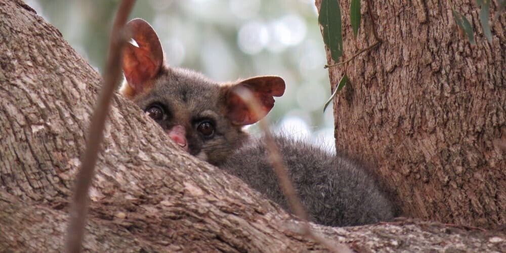 Possum In a tree | Family Home Solutions | Canberra | Belconnen