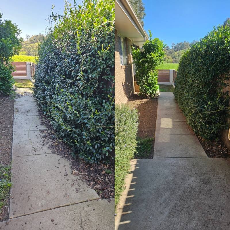 family-home-solutions-canberra-crace-hedge-trimming-garden-cleanup-before-after-jpg-standard.jpg