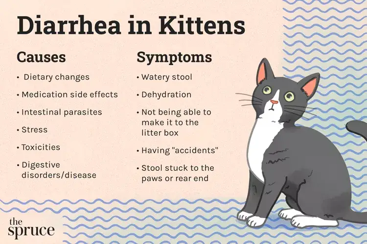 diarrhea-in-kittens-4165149_v1-254867adda4b473aa2084b6621974610-standard.webp