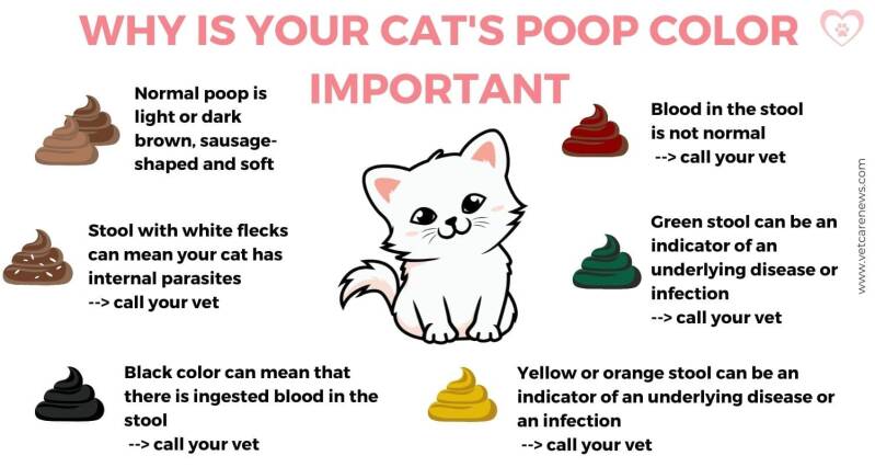 kitten-diarrhea-cat-stool-color-standard.jpg