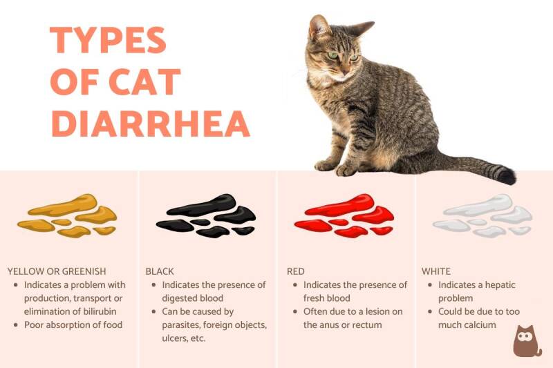 types_of_cat_diarrhea_5228_orig-standard.jpg