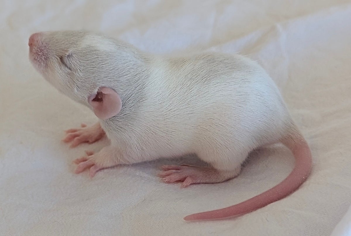 Fuzzy Mischief Rattery