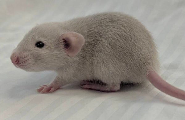 Female #2 Blue Beige English Irish Dumbo