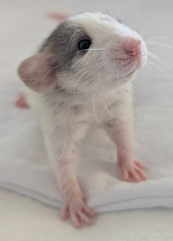 Female #3