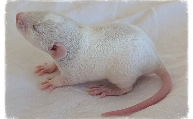 Rattyry Fuzzy Mischief Rattery