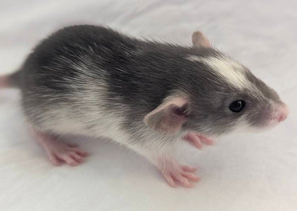 Male #1