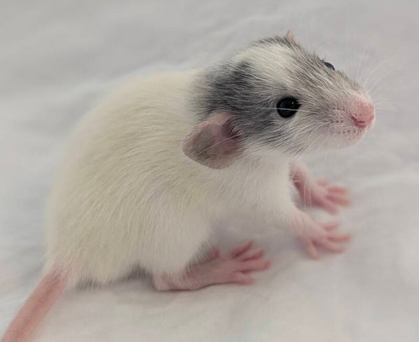 Male #2