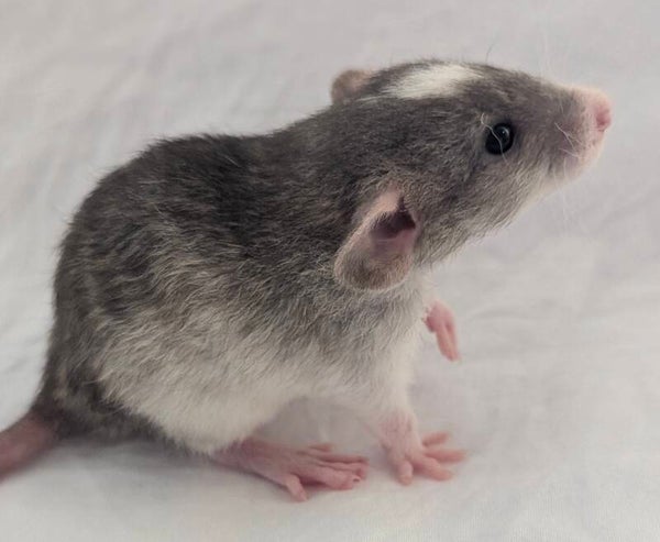Male #3