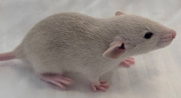 Male #3 Blue Beige Berkshire Dumbo