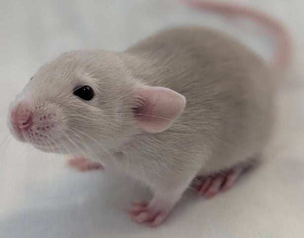 Male #4 Blue Beige Berkshire Dumbo