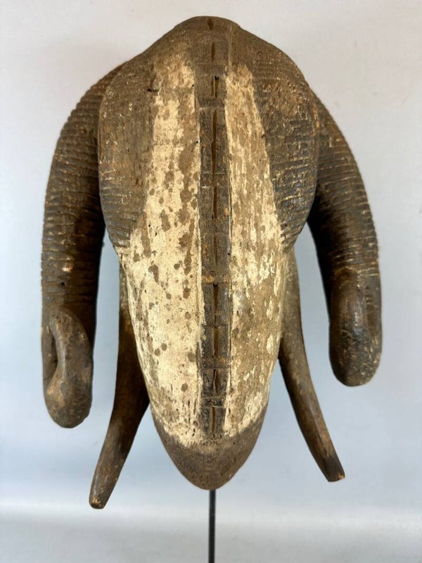 230820 - Old African Baule Wooden Ram Mask Gbagba - Iv. Coast.