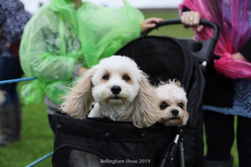 Two dogs in a pram  at Bellingham Show Northumberland