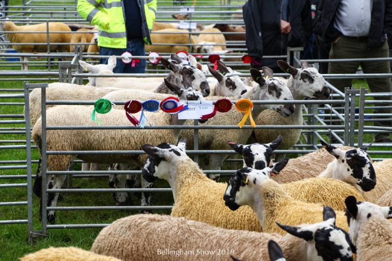 Sheep show  at Bellingham Show Northumberland