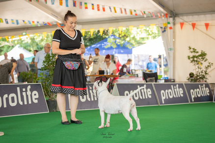 bull terrier slovenija