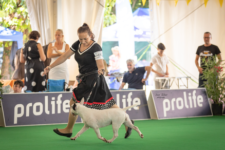 bull terrier slovenija