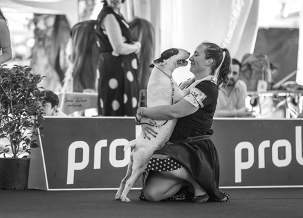 bull terrier slovenija