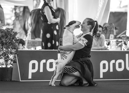 bull terrier slovenija