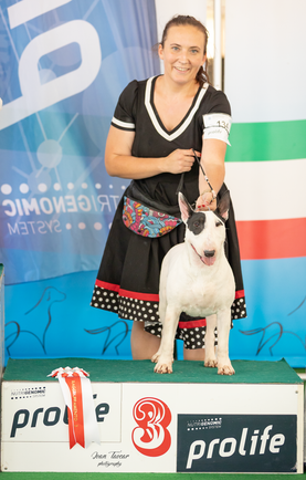bull terrier slovenija