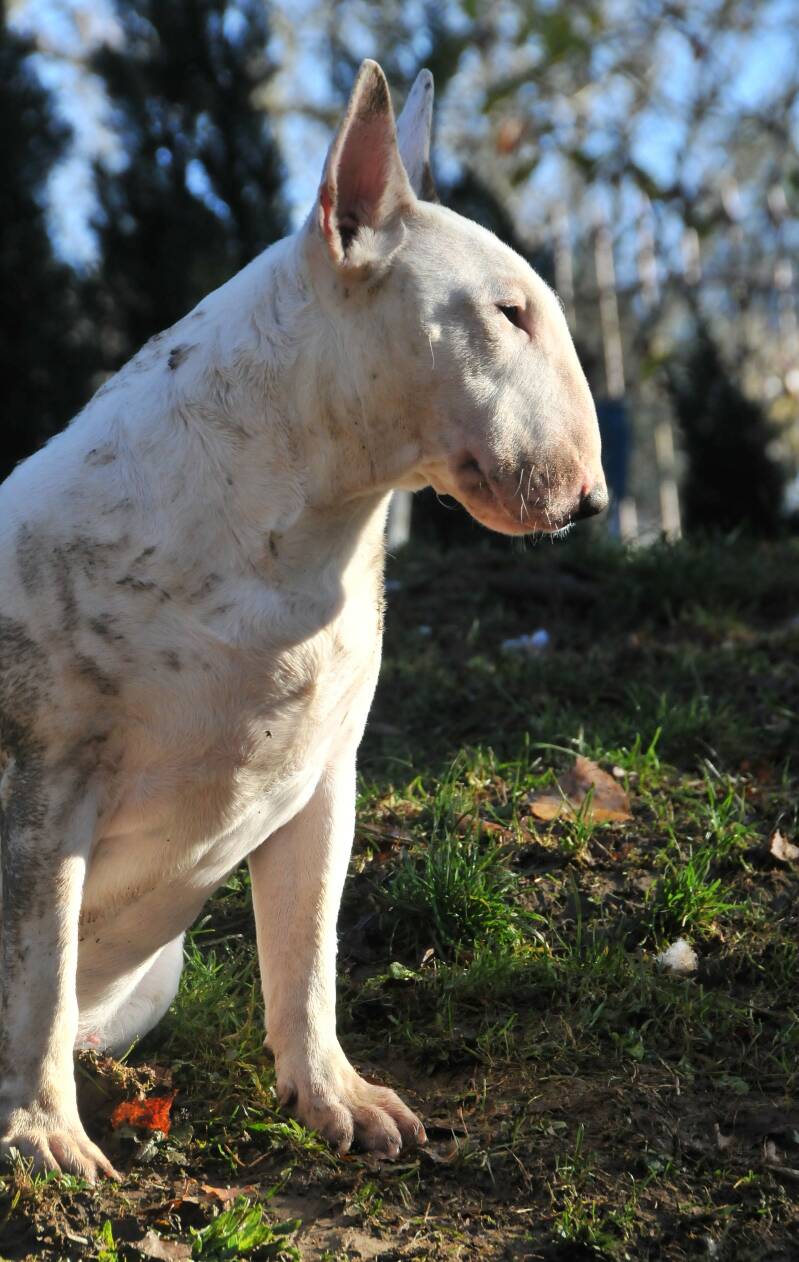 Poisson Ivy Coconut Twist Donut