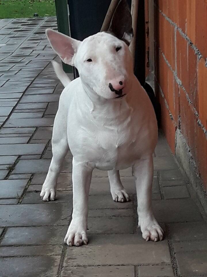Poisson Ivy Cookie Dough