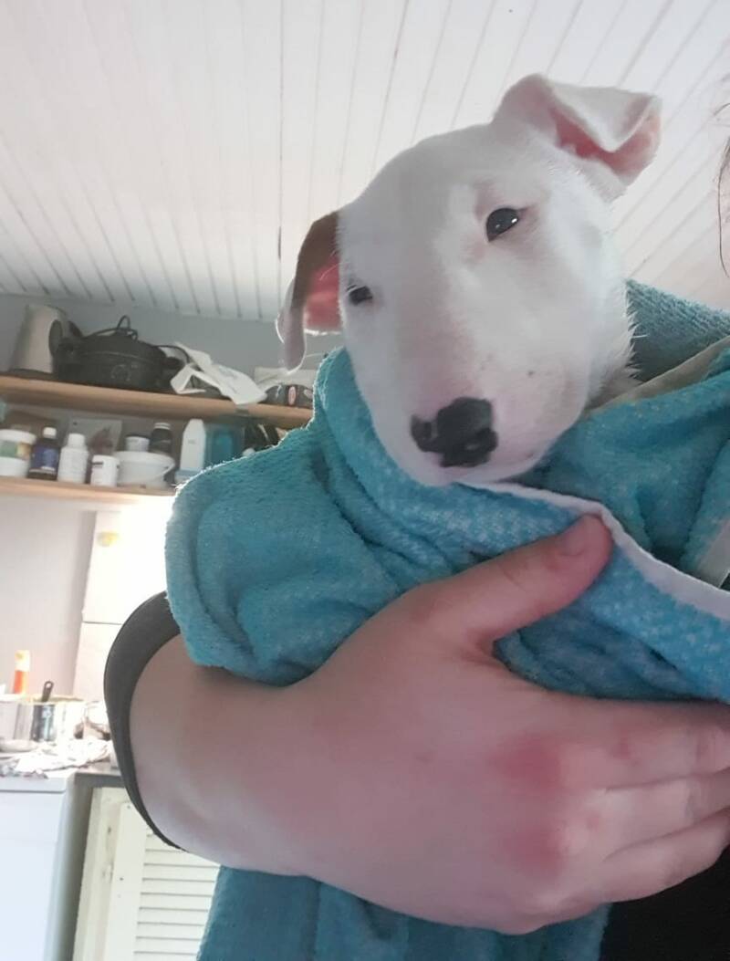 bull terrier mladički