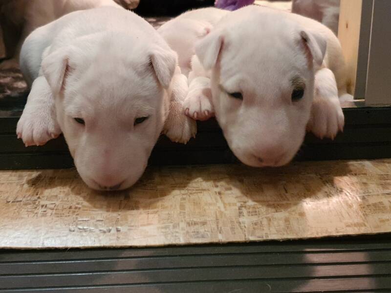 bull terrier mladički