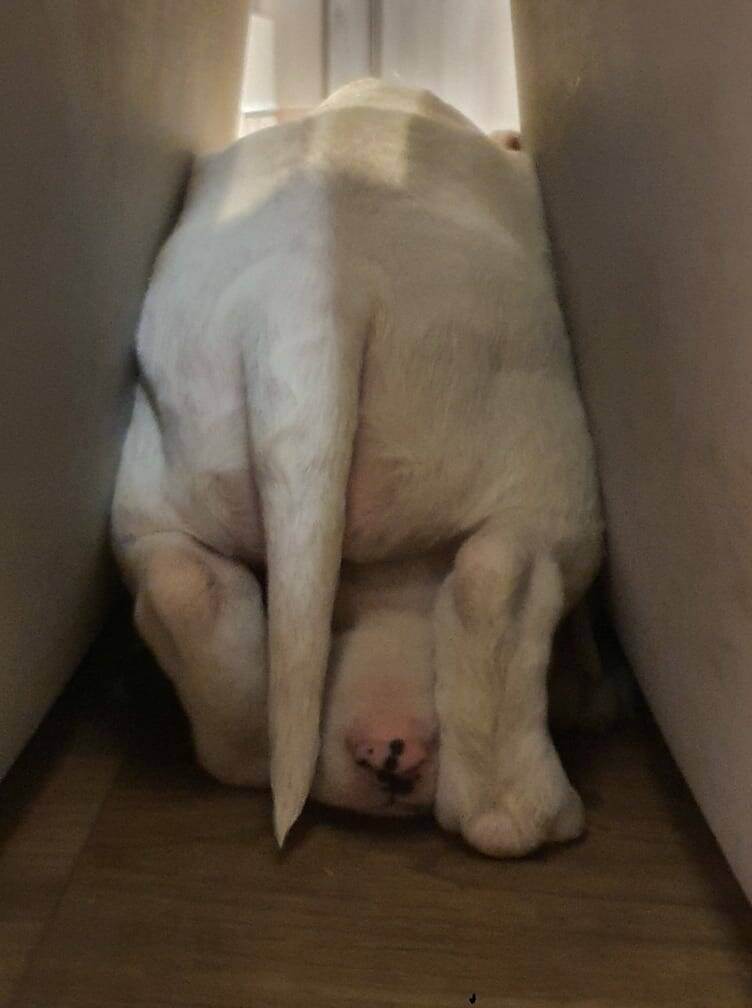 bull terrier mladički