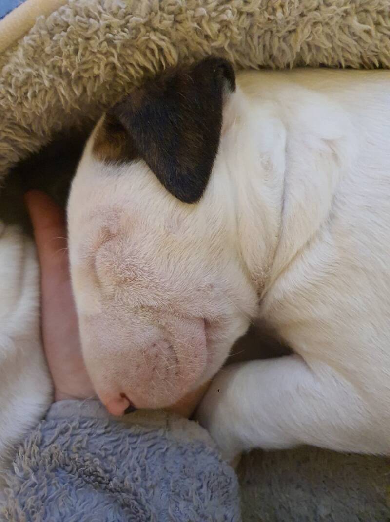 bull terrier mladički