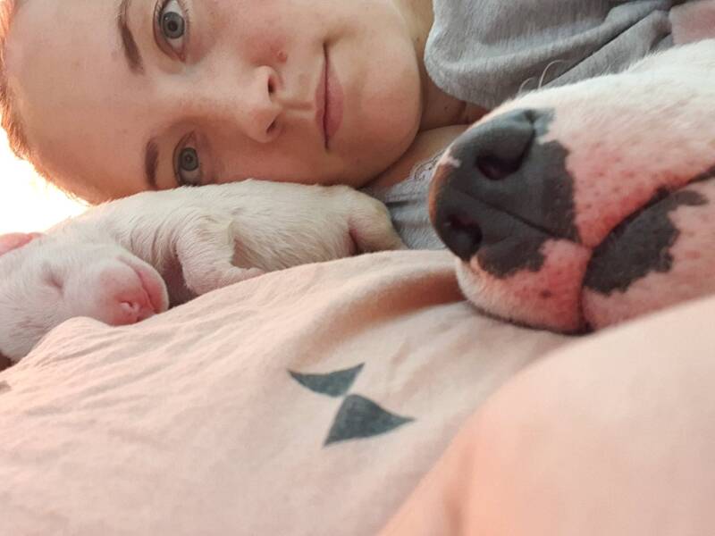 bull terrier mladički