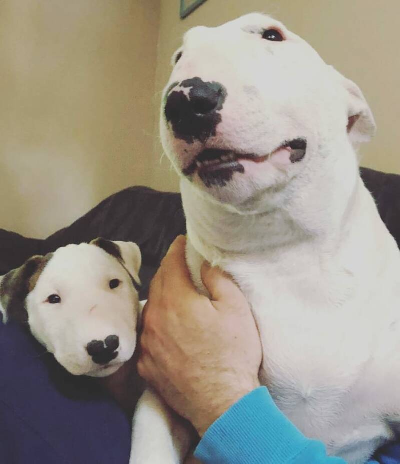 bull terrier mladički