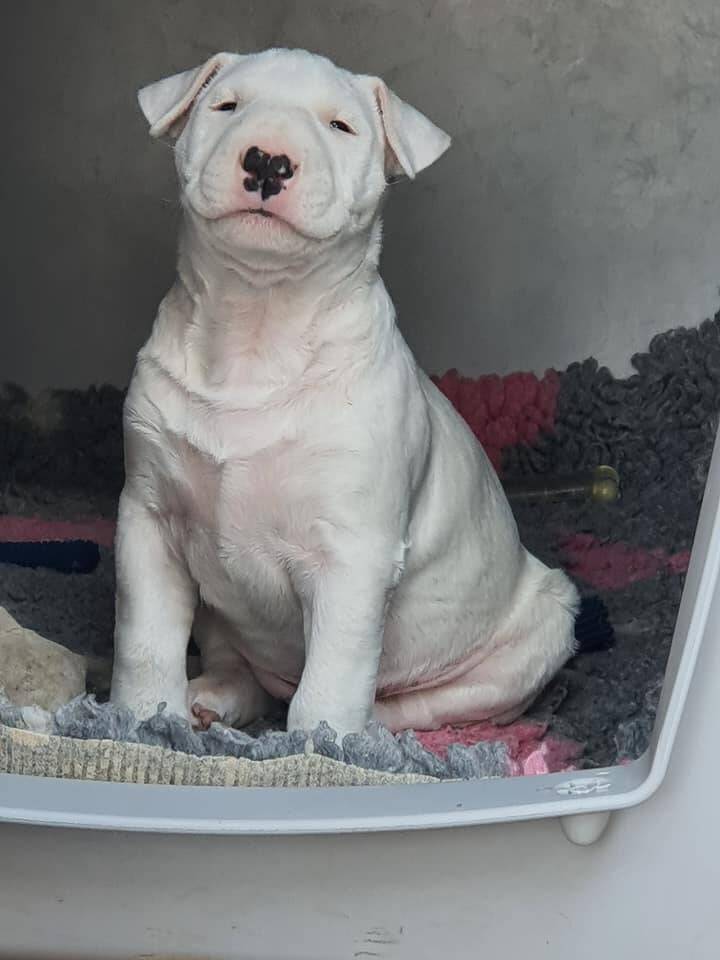 bull terrier mladički