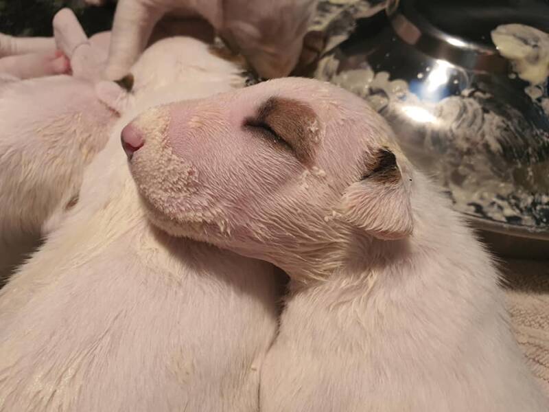 bull terrier mladički