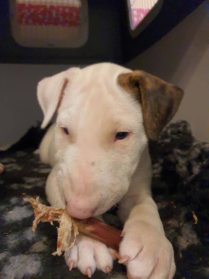 bull terrier mladički