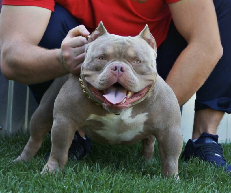american bully slovenija.jpg