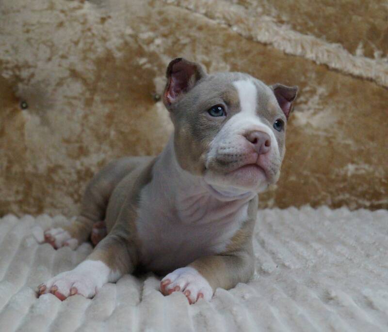 american bully slovenija